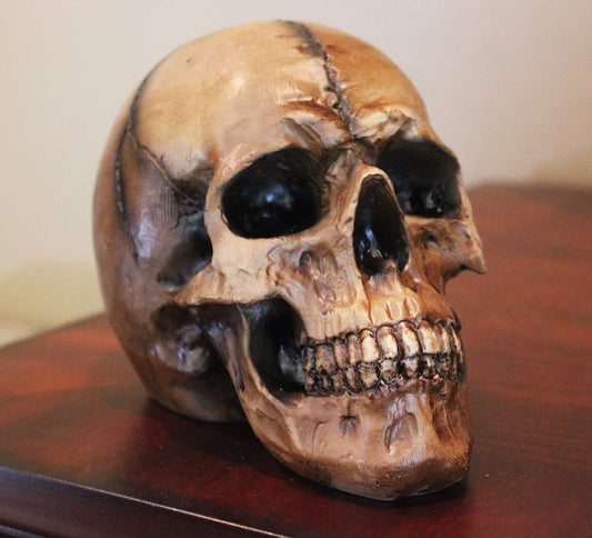 Spooky Scary Old Looking Human Skull Decor Statue/Sculpture for Halloween Haunted House Prop Decorations, Life Size, Brown - Brown 8.5" X 5" X 6.25" - PT01