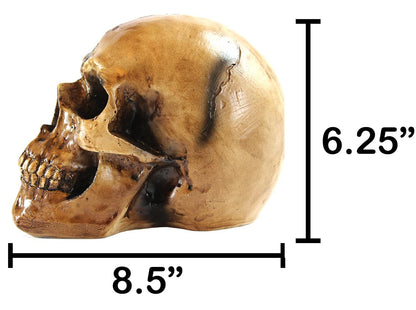 Spooky Scary Old Looking Human Skull Decor Statue/Sculpture for Halloween Haunted House Prop Decorations, Life Size, Brown - Brown 8.5" X 5" X 6.25" - PT05