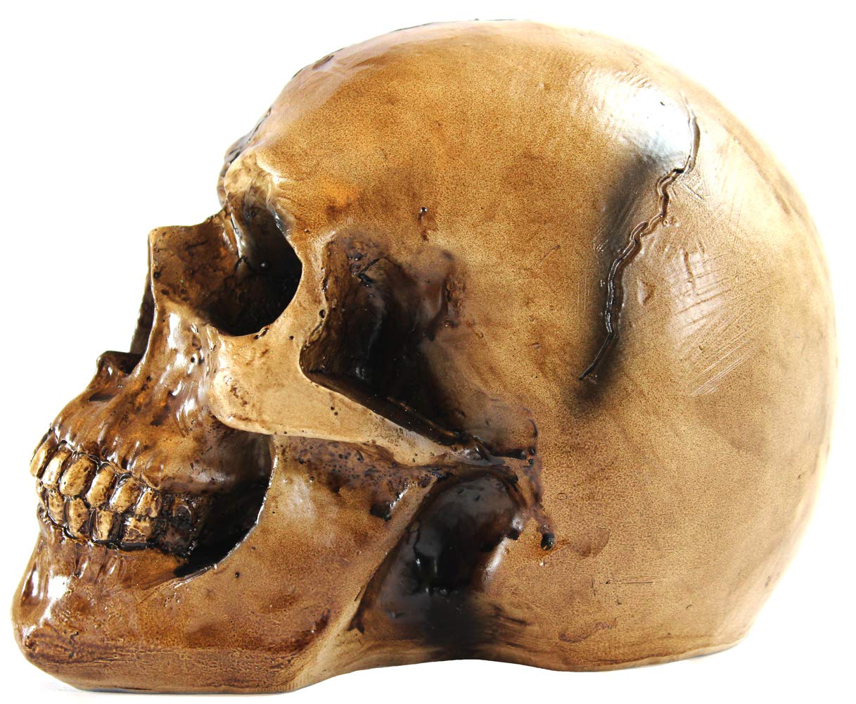 Spooky Scary Old Looking Human Skull Decor Statue/Sculpture for Halloween Haunted House Prop Decorations, Life Size, Brown - Brown 8.5" X 5" X 6.25" - PT04