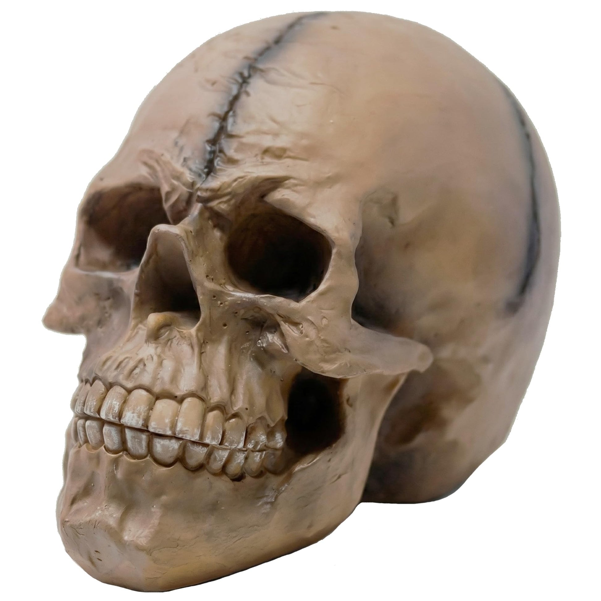 Spooky Scary Old Looking Human Skull Decor Statue/Sculpture for Halloween Haunted House Prop Decorations, Life Size, Brown - Brown 8.5" X 5" X 6.25" - MAIN