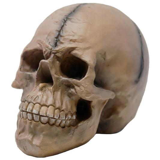 Spooky Scary Old Looking Human Skull Decor Statue/Sculpture for Halloween Haunted House Prop Decorations, Life Size, Brown - Brown 8.5" X 5" X 6.25" - MAIN